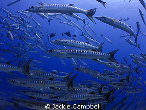 Barracudas. They were practically touching the dome port ... by Jackie Campbell 